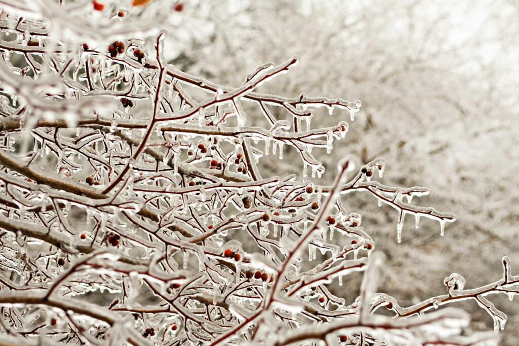 What is Freezing Rain? This Dangerous Weather Phenomenon Explained 2 freezing rain on tree branches