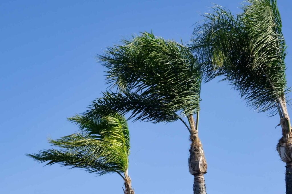 What is the Jet Stream? It's What Makes Our Weather Work 6 palm trees in the santa ana winds