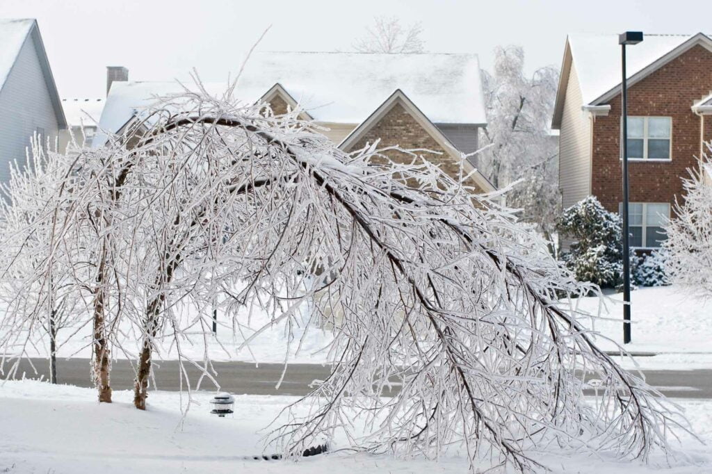 Sleet vs Freezing Rain vs Hail: A Useful Guide 2 sleet vs freezing rain - bent branches from weight of ice