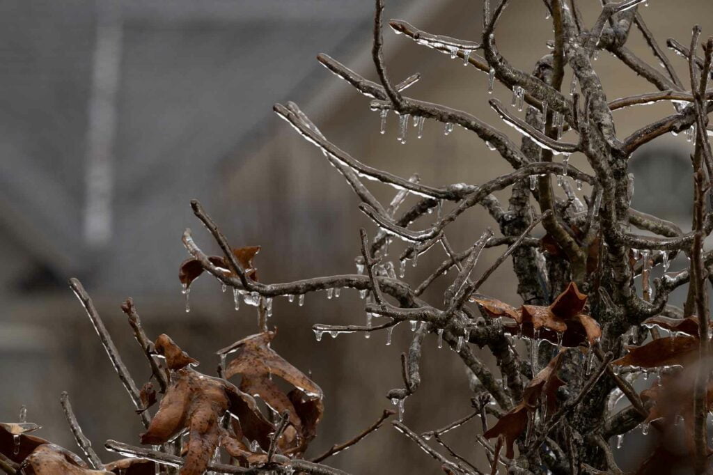 Sleet vs Freezing Rain vs Hail: A Useful Guide 1 sleet vs freezing rain ice on branches